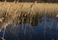 Reed on forest lake on evening sunlight in spring Royalty Free Stock Photo