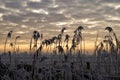 Reed in front of a beautiful sunset Royalty Free Stock Photo