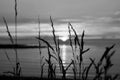 Reed in front of the sunset on the beach. Monochrome picture, taken on the swedish shore Royalty Free Stock Photo