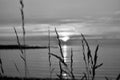 Reed in front of the sunset on the beach. Monochrome picture, taken on the swedish shore Royalty Free Stock Photo