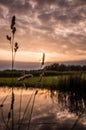 Reed in front of the sunset Royalty Free Stock Photo