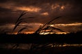 Reed in front of the sunset Royalty Free Stock Photo