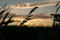 Reed in front of the sunset Royalty Free Stock Photo