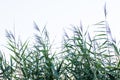 reed in front of white background