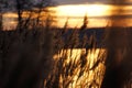 Reed in the golden glimmer Royalty Free Stock Photo