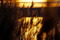 Reed in the golden glimmer Royalty Free Stock Photo