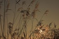 Reed in golden light