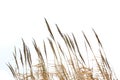 Reed grass isolated on white background Royalty Free Stock Photo