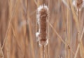 Reed grass bloom in sunny April day
