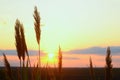 Reed grass close-up on sunset light Royalty Free Stock Photo