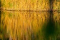 reed grass on a pond with water reflection Royalty Free Stock Photo