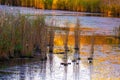 reed grass on a pond with water reflection Royalty Free Stock Photo