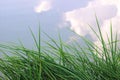 Reed grass at the edge of a pond