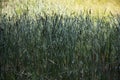 Reed - grass family, grass in the sun