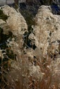 Reed-grass feathers karl foerster in the spring sun