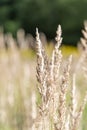 Reed grass field