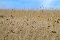 Reed grass field under blue sky Royalty Free Stock Photo