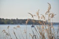 Reed grass growing at lake Wannsee scene in Wannsee Berlin Germany Royalty Free Stock Photo