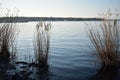 Reed grass growing at lake Wannsee scene in Wannsee Berlin Germany Royalty Free Stock Photo