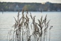 Reed grass growing at lake Wannsee scene in Wannsee Berlin Germany Royalty Free Stock Photo