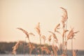 Reed grass growing at lake Wannsee scene in Wannsee Berlin Germany Royalty Free Stock Photo