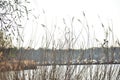 Reed grass growing at lake Wannsee scene in Wannsee Berlin Germany Royalty Free Stock Photo