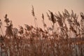 Reed grass growing at lake Wannsee scene in Wannsee Berlin Germany Royalty Free Stock Photo