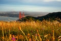 Reed grass on headland, Golden Gate National Recreation Area