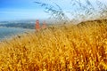 Reed grass on headland, Golden Gate National Recreation Area