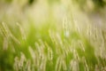 Reed grass juicy green colored as grasses background Royalty Free Stock Photo