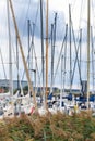 Reed grass on Nissan riverbank in Halmstad, Sweden with boat masts in background