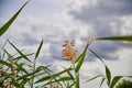 Reed grass Phragmites australis against a cloudy sky, Germany Royalty Free Stock Photo
