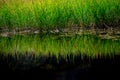 reed grass reflected in still unpolluted water Royalty Free Stock Photo