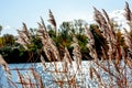 Reed grass on a river backlit Royalty Free Stock Photo