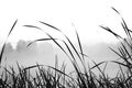 Reed and grass with smooth background in black and white Royalty Free Stock Photo