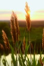 Reed grass on sunset light near lake Royalty Free Stock Photo