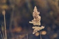 Reed grass top glowing in direct sunlight