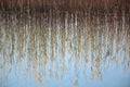 Reed grass water reflection