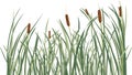 Reed and green grass background Royalty Free Stock Photo