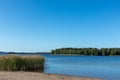 Reed green grass on coast by the lake beautiful nordic summer landscape scene