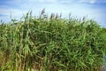 The reed grows near reservoir Royalty Free Stock Photo