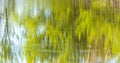 Reed grows in the pond as a background