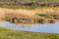 Reed grows in the pond as a background