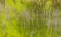 Reed grows in the pond as a background