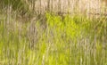 Reed grows in the pond as a background