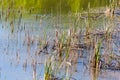 Reed grows in the pond as a background