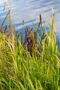 Reed grows on a pond in autumn