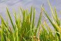 Reed grows on a pond in autumn