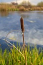 Reed grows on a pond in autumn
