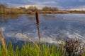 Reed grows on a pond in autumn